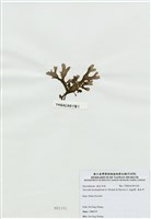 藏品(海木耳)的圖片